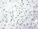 Lamin-A Antibody in Immunohistochemistry (Paraffin) (IHC (P))