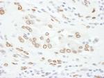 Lamin-A Antibody in Immunohistochemistry (Paraffin) (IHC (P))