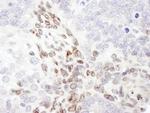 Lamin-A Antibody in Immunohistochemistry (Paraffin) (IHC (P))