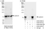 Lamin-A Antibody in Western Blot (WB)