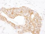 TCP1 Antibody in Immunohistochemistry (Paraffin) (IHC (P))