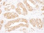 TCP1 Antibody in Immunohistochemistry (Paraffin) (IHC (P))