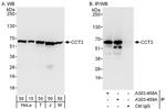 CCT3 Antibody in Western Blot (WB)