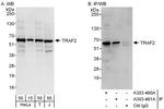 TRAF2 Antibody in Western Blot (WB)