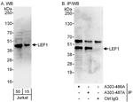 LEF1 Antibody in Western Blot (WB)