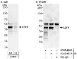 LEF1 Antibody in Western Blot (WB)