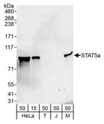 STAT5a Antibody in Western Blot (WB)