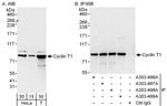 Cyclin T1 Antibody in Western Blot (WB)