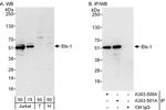 Ets-1 Antibody in Western Blot (WB)