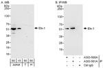 Ets-1 Antibody in Western Blot (WB)