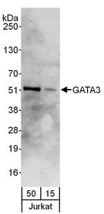 GATA3 Antibody in Western Blot (WB)