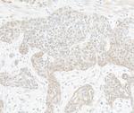 TAF1 Antibody in Immunohistochemistry (Paraffin) (IHC (P))