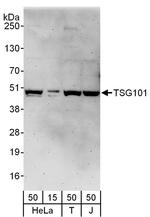 TSG101 Antibody in Western Blot (WB)