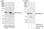 Dynamin 2 Antibody in Western Blot (WB)