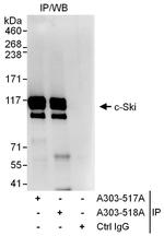 c-Ski Antibody in Immunoprecipitation (IP)