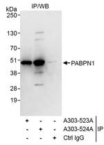 PABPN1 Antibody in Immunoprecipitation (IP)