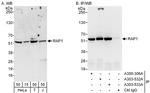 RAP1 Antibody in Western Blot (WB)