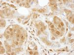 TBP1 Antibody in Immunohistochemistry (Paraffin) (IHC (P))