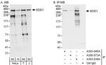 EDD1 Antibody in Western Blot (WB)