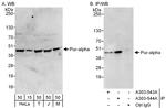 Pur-alpha Antibody in Western Blot (WB)