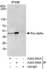 Pur-alpha Antibody in Immunoprecipitation (IP)