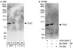 TLE1 Antibody in Western Blot (WB)