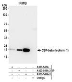 CBF-beta (isoform 1) Antibody in Immunoprecipitation (IP)