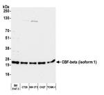 CBF-beta (isoform 1) Antibody in Western Blot (WB)