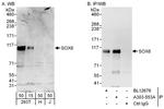 SOX6 Antibody in Western Blot (WB)