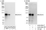 DACH1 Antibody in Western Blot (WB)