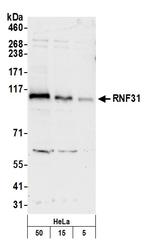 RNF31 Antibody in Western Blot (WB)