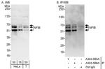 NFIB Antibody in Western Blot (WB)