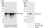 Asunder Antibody in Western Blot (WB)