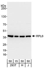 RPL6 Antibody in Western Blot (WB)