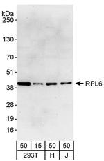 RPL6 Antibody in Western Blot (WB)