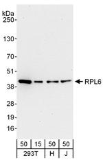 RPL6 Antibody in Western Blot (WB)