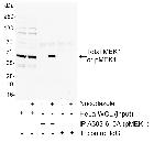 Phospho-MEK1 (Thr286) Antibody in Immunoprecipitation (IP)