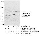 Phospho-MEK1 (Thr286) Antibody in Immunoprecipitation (IP)