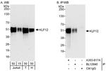 KLF12 Antibody in Western Blot (WB)