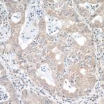 MTHFR Antibody in Immunohistochemistry (Paraffin) (IHC (P))