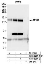 MDR1/ABCB1 Antibody in Immunoprecipitation (IP)