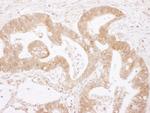 Caspase 3 Antibody in Immunohistochemistry (Paraffin) (IHC (P))