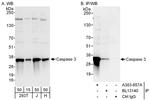 Caspase 3 Antibody in Western Blot (WB)