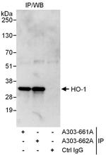 HO-1 Antibody in Immunoprecipitation (IP)