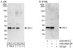 HO-1 Antibody in Western Blot (WB)