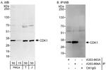 CDK1 Antibody in Western Blot (WB)