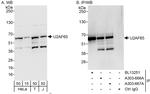 U2AF65 Antibody in Western Blot (WB)