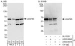 U2AF65 Antibody in Western Blot (WB)