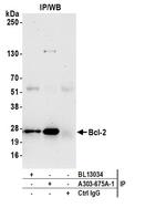 Bcl-2 Antibody in Immunoprecipitation (IP)