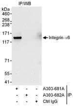 Integrin Alpha 6 Antibody in Immunoprecipitation (IP)